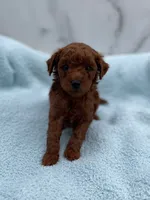 Acorn, a male Miniature Goldendoodle for sale in Kansas City, KS – 1 of 1