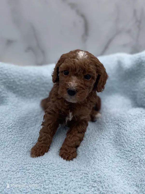 Biscuit – Miniature Goldendoodle puppy for sale in Kansas City, KS
