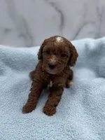 Biscuit, a male Miniature Goldendoodle for sale in Kansas City, KS – 1 of 2