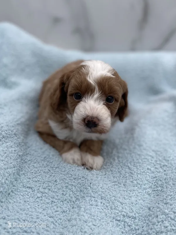 Blaze – Miniature Goldendoodle puppy for sale in Kansas City, KS