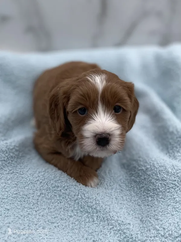 Jack – Miniature Goldendoodle puppy for sale in Kansas City, KS