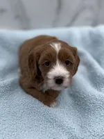 Jack, a male Miniature Goldendoodle for sale in Kansas City, KS – 1 of 1
