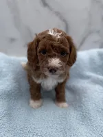 Forrest, a male Miniature Goldendoodle for sale in Kansas City, KS – 1 of 1