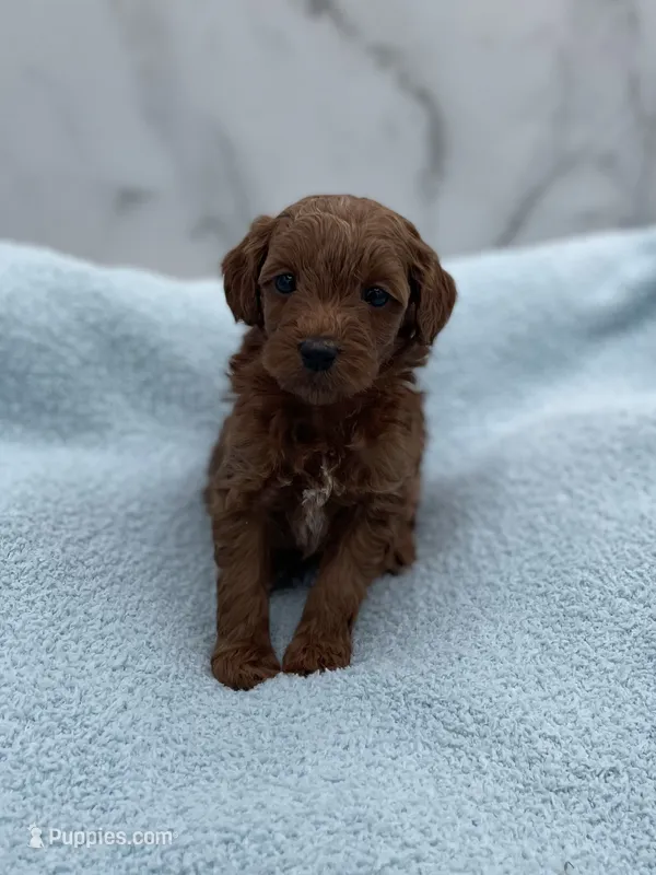 Pumpkin – Miniature Goldendoodle puppy for sale in Kansas City, KS