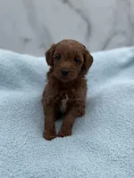 Pumpkin, a male Miniature Goldendoodle for sale in Kansas City, KS – 1 of 1