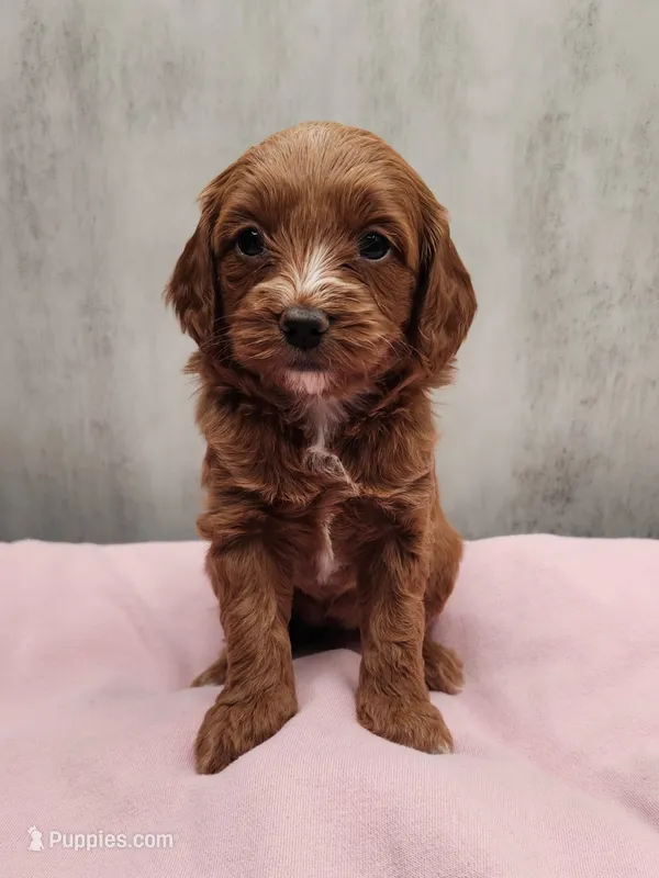Darla – Miniature Goldendoodle puppy for sale in Kansas City, KS