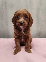 Darla, a female Miniature Goldendoodle for sale in Kansas City, KS – 1 of 1