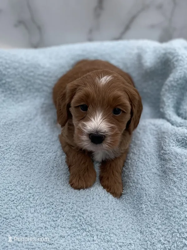 Copper – Miniature Goldendoodle puppy for sale in Kansas City, KS