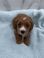 Copper, a male Miniature Goldendoodle for sale in Kansas City, KS – 1 of 1