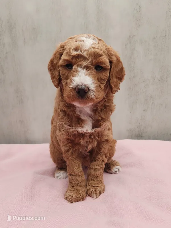 Bella – Miniature Goldendoodle puppy for sale in Kansas City, KS