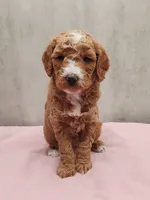 Bella, a female Miniature Goldendoodle for sale in Kansas City, KS – 1 of 1