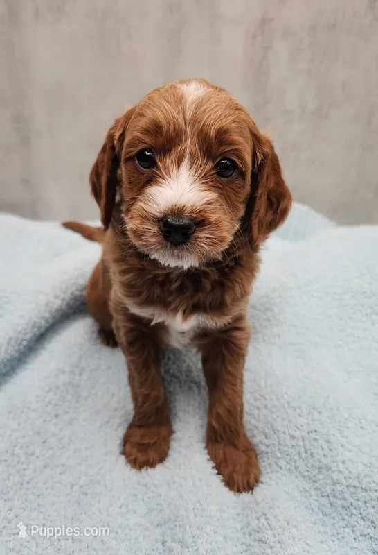 Rufus – Miniature Goldendoodle puppy for sale in Kansas City, KS