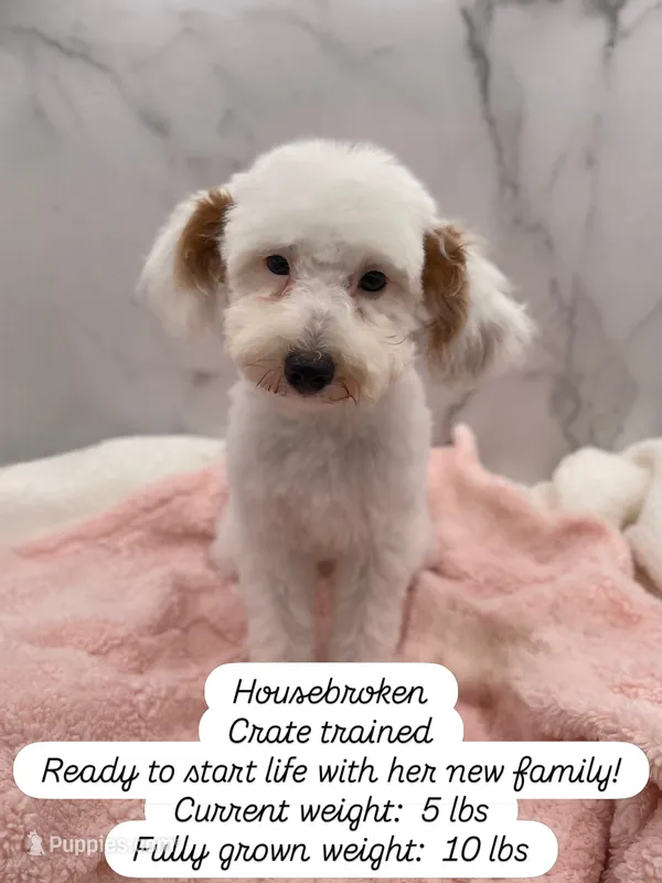 Pearl – Miniature Goldendoodle puppy for sale in Kansas City, KS