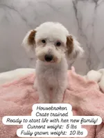 Pearl, a female Miniature Goldendoodle for sale in Kansas City, KS – 1 of 1