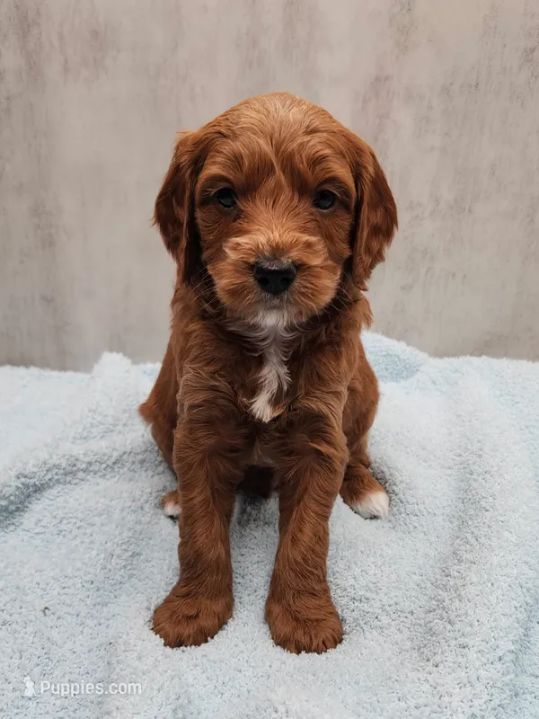 Hunter – Miniature Goldendoodle puppy for sale in Kansas City, KS