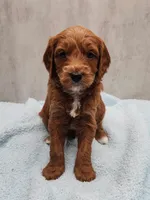 Hunter, a male Miniature Goldendoodle for sale in Kansas City, KS – 1 of 1