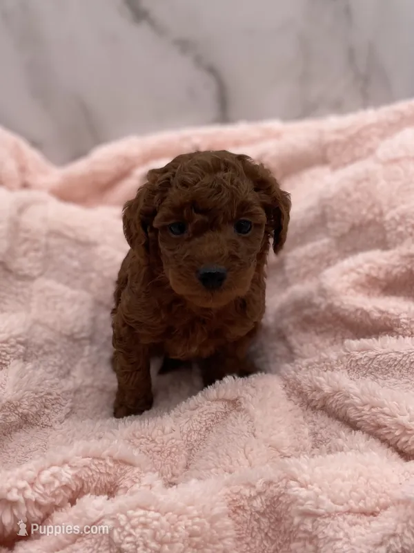 Cider – Miniature Goldendoodle puppy for sale in Kansas City, KS