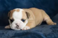 Pickles, a female English Bulldog for sale in Cushing, TX – Photo 6 of 6
