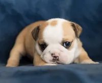 Pickles, a female English Bulldog for sale in Cushing, TX – Photo 4 of 6