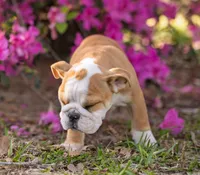 Pickles, a female English Bulldog for sale in Cushing, TX – Photo 3 of 6