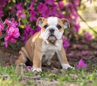 Pickles, a female English Bulldog for sale in Cushing, TX – Photo 2 of 6