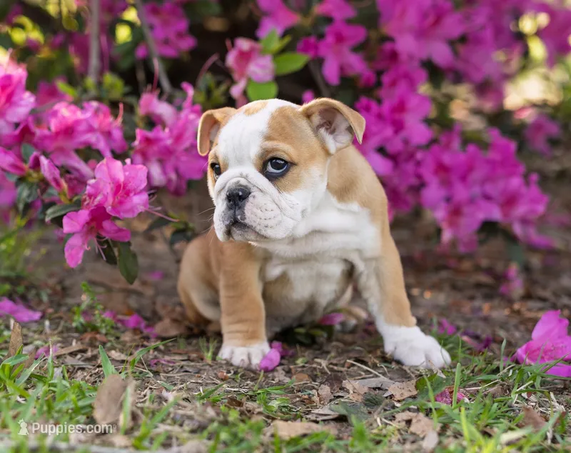 Pickles – English Bulldog puppy for sale in Cushing, TX