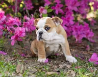 Pickles, a female English Bulldog for sale in Cushing, TX – Photo 1 of 6