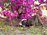 Precious, a female English Bulldog for sale in Cushing, TX – Photo 5 of 6