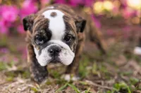 Precious, a female English Bulldog for sale in Cushing, TX – Photo 4 of 6