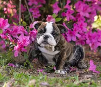 Precious, a female English Bulldog for sale in Cushing, TX – Photo 1 of 6
