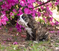 Precious, a female English Bulldog for sale in Cushing, TX – Photo 6 of 6