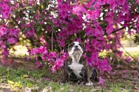 Precious, a female English Bulldog for sale in Cushing, TX – Photo 3 of 6