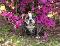 Precious, a female English Bulldog for sale in Cushing, TX – Photo 2 of 6