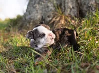 Mack, a male English Bulldog for sale in Cushing, TX – Photo 4 of 6
