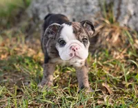Mack, a male English Bulldog for sale in Cushing, TX – Photo 2 of 6