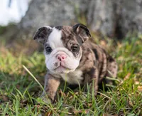 Mack, a male English Bulldog for sale in Cushing, TX – Photo 3 of 6
