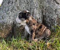 Mack, a male English Bulldog for sale in Cushing, TX – Photo 6 of 6