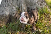 Mack, a male English Bulldog for sale in Cushing, TX – Photo 5 of 6