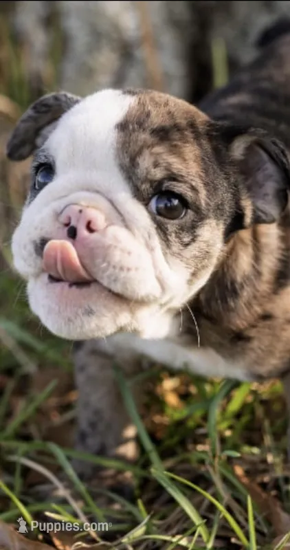 Mack – English Bulldog puppy for sale in Cushing, TX