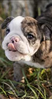 Mack, a male English Bulldog for sale in Cushing, TX – Photo 1 of 6