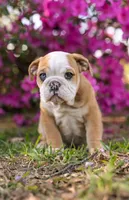 Lovey, a female English Bulldog for sale in Cushing, TX – Photo 1 of 4