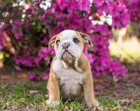 Lovey, a female English Bulldog for sale in Cushing, TX – Photo 3 of 4