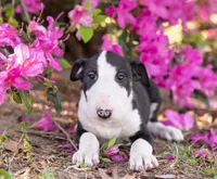 Valentina, a female Bull Terrier for sale in Cushing, TX – Photo 2 of 3