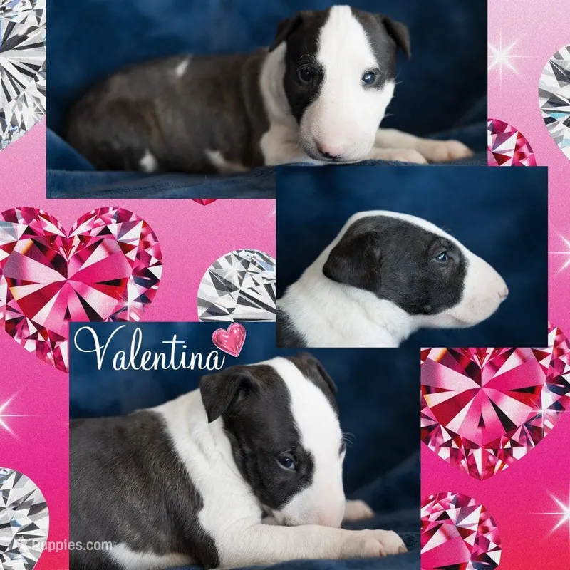 Valentina – Bull Terrier puppy for sale in Cushing, TX