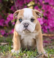 Darla, a female English Bulldog for sale in Cushing, TX – Photo 2 of 3