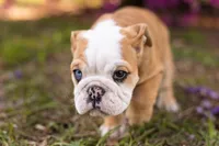 Darla, a female English Bulldog for sale in Cushing, TX – Photo 3 of 3