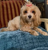 Layla, a female Maltipoo for sale in Atlanta, GA – 3 of 3