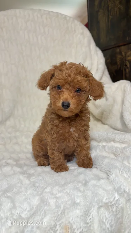 Nova’s Poodle’s male red  – Poodle - Toy  puppy for sale in Atlanta, GA