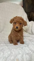 Male toy poodle red , a male Poodle - Toy  for sale in Atlanta, GA – 5 of 10