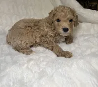 Nova’s Poodle’s cream male , a male Poodle - Toy  for sale in Atlanta, GA – 3 of 9
